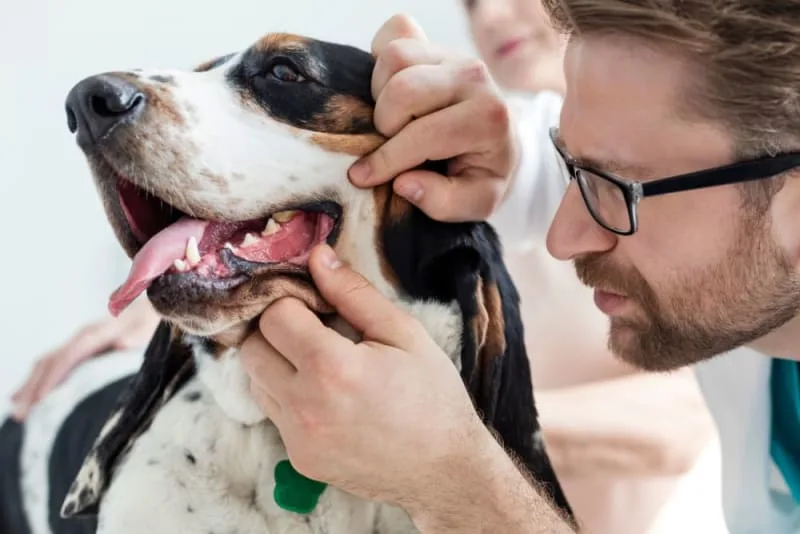 Periodontal Disease in Dogs - How to Stop and Prevent Periodontal Disease in Dogs