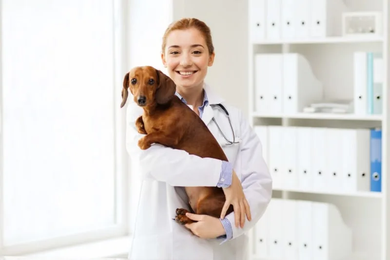 How Often Should I Take My Dog to the Vet