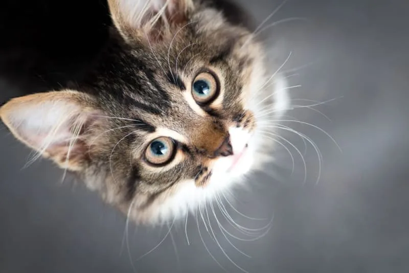 Ear Mites in Cats: Causes, Treatment & Prevention