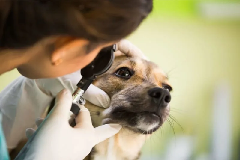 Cataract Surgery for Dogs