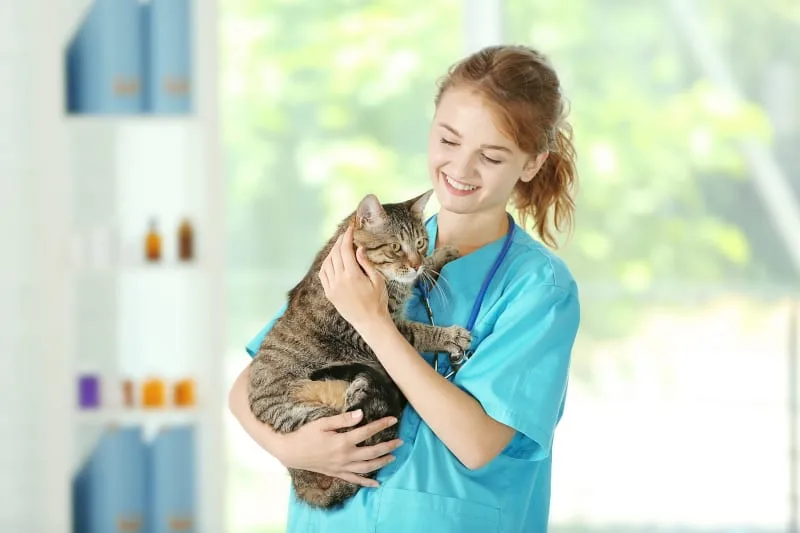 When Should I Take My Cat To The Vet