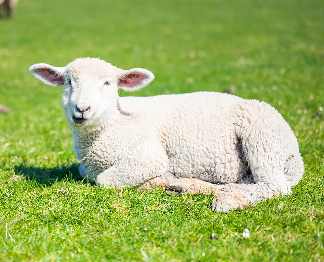 sheep in field grazing