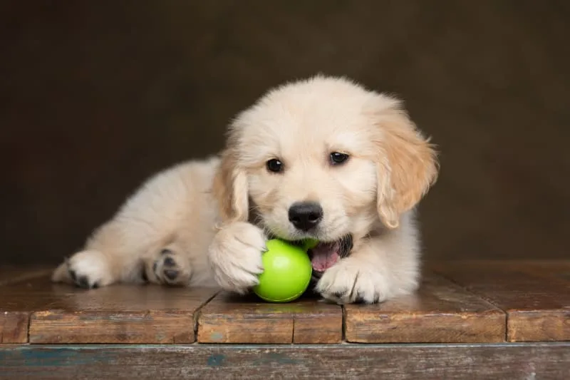 A Detailed Guide to Teething Puppies