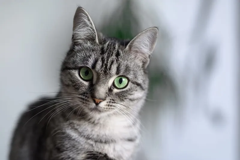Cat Hernia Surgery - What You Need to Know