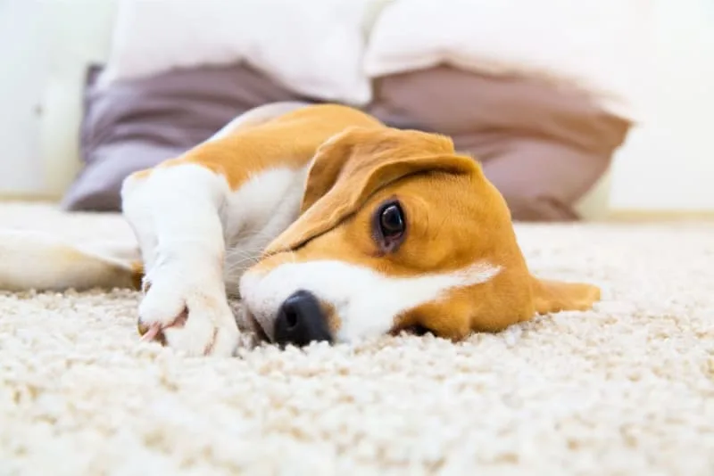 Hookworm in Dogs: Signs, Treatment & Prevention