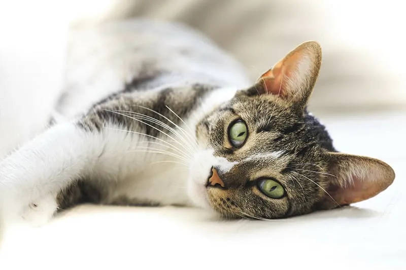 Cat Rabies Vaccine - A Pet Parents Guide