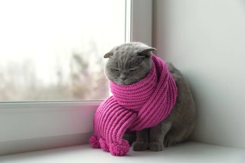 Can Cats Get a Cold?