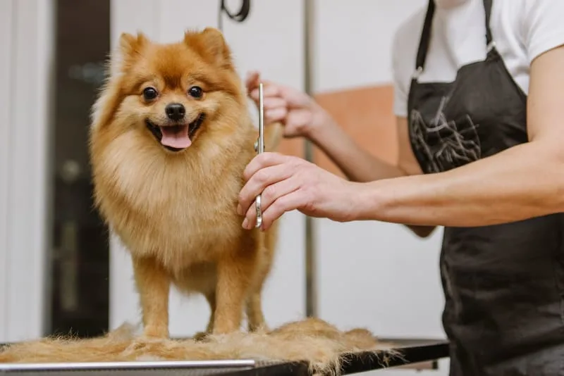 Benefits of Professional Dog Grooming