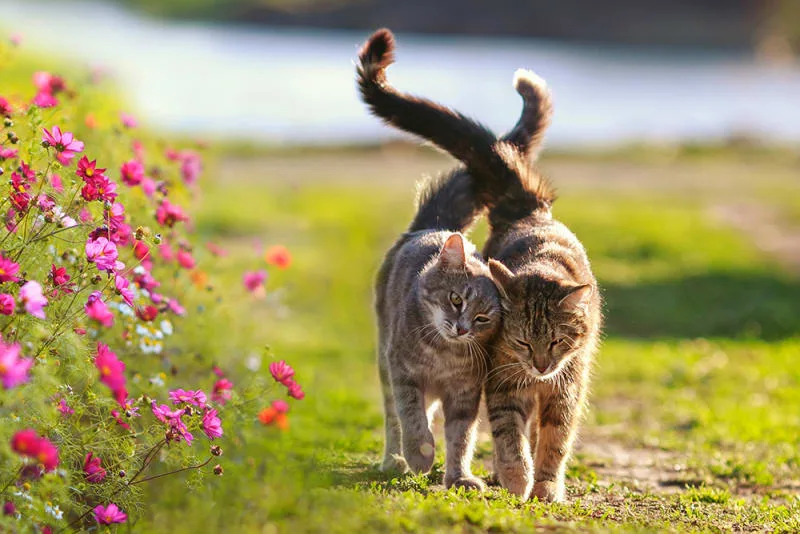How To Tell If Your Cat Wants Another Cat For Companionship