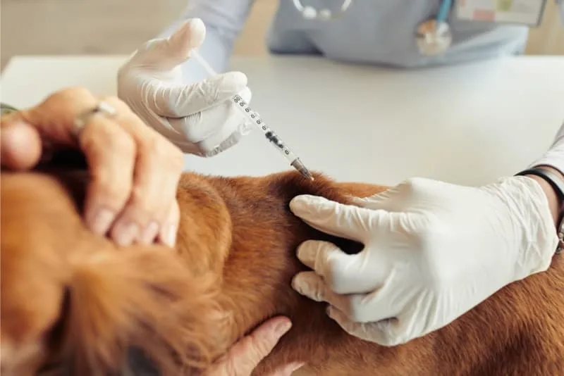 Dog Rabies Vaccine Schedule