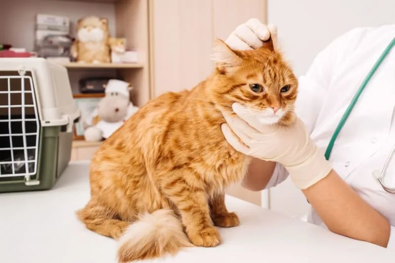 Ear Hematoma Surgery in Cats