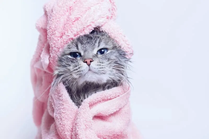 Tips for Making Your Cat's Coat Shiny