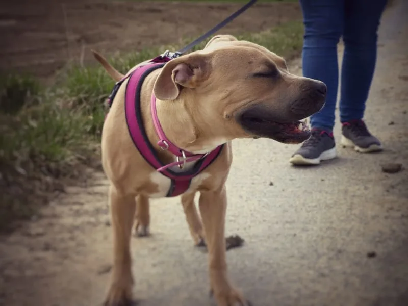 Asthma in Dogs