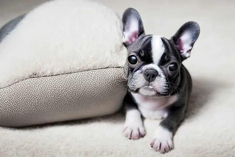 Why Routine Vet Exams Are Important For Your Pet's Health