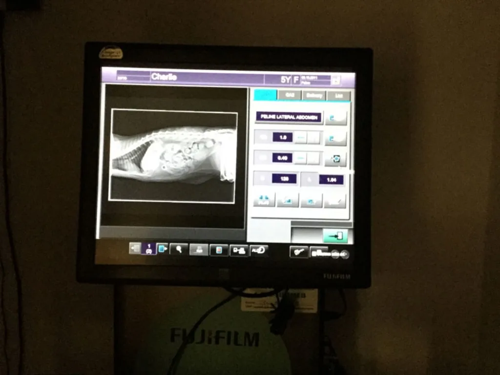 Veterinary Technology