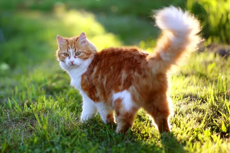 Bladder Stones in Cats