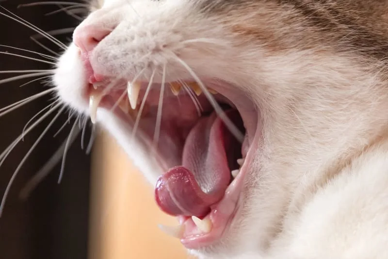 Cat Gingivitis Treatment
