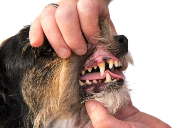 Fractured Teeth in Dogs