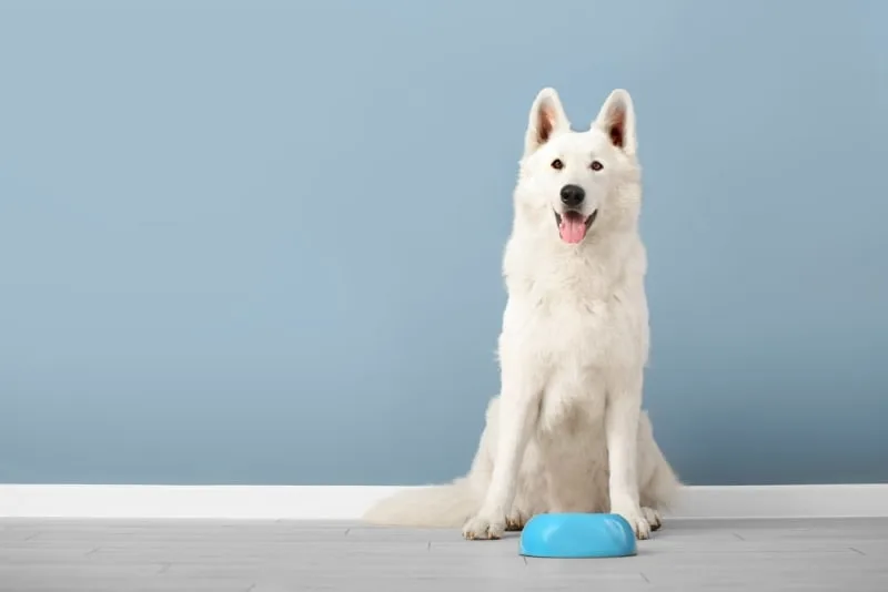 What Is The Best Food For Dogs?