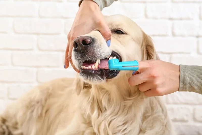 The Importance of Dental Care for Dogs