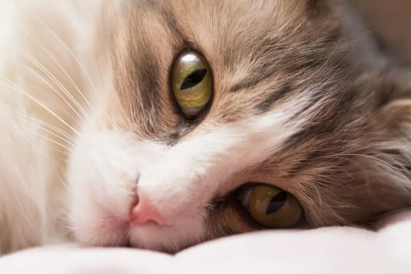 Pneumonia in Cats