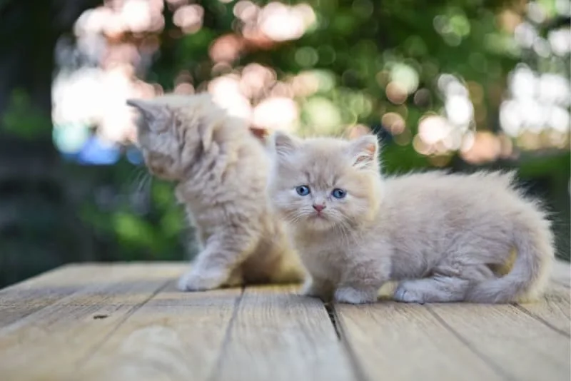 Does My Cat Need A Friend?