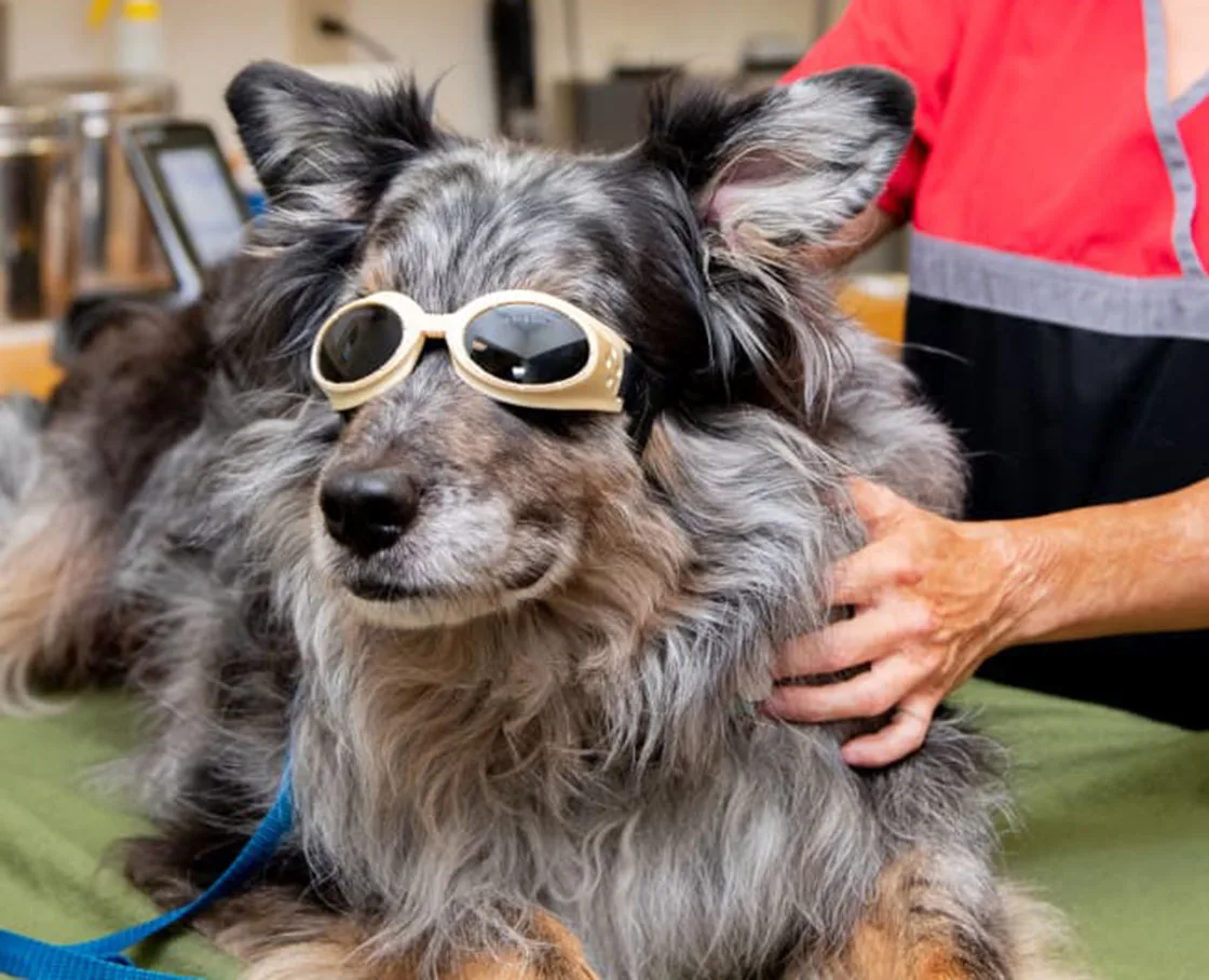 Dog getting laser therapy in Santa Clarita