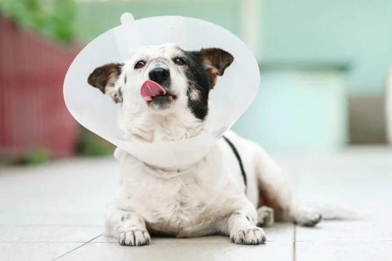 Signs of Infection After Neutering Dog