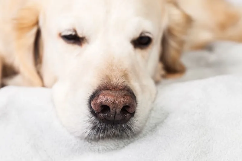 Fever in Dogs
