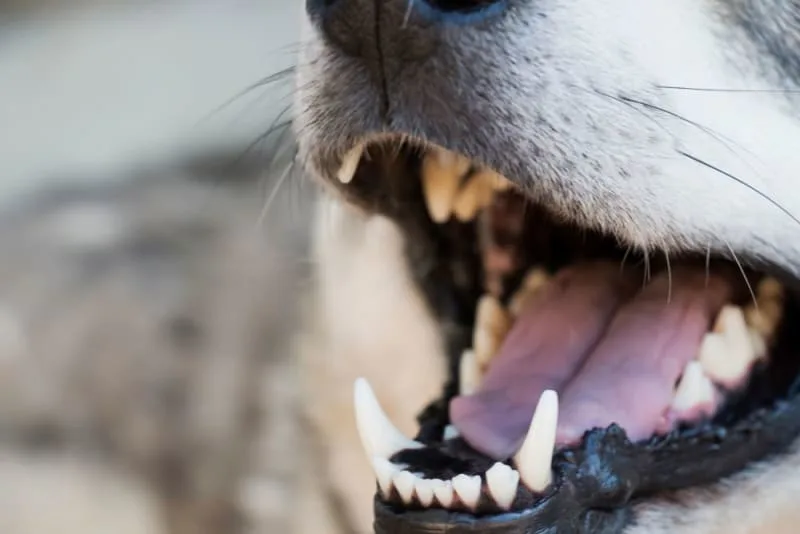 Fractured Teeth in Dogs