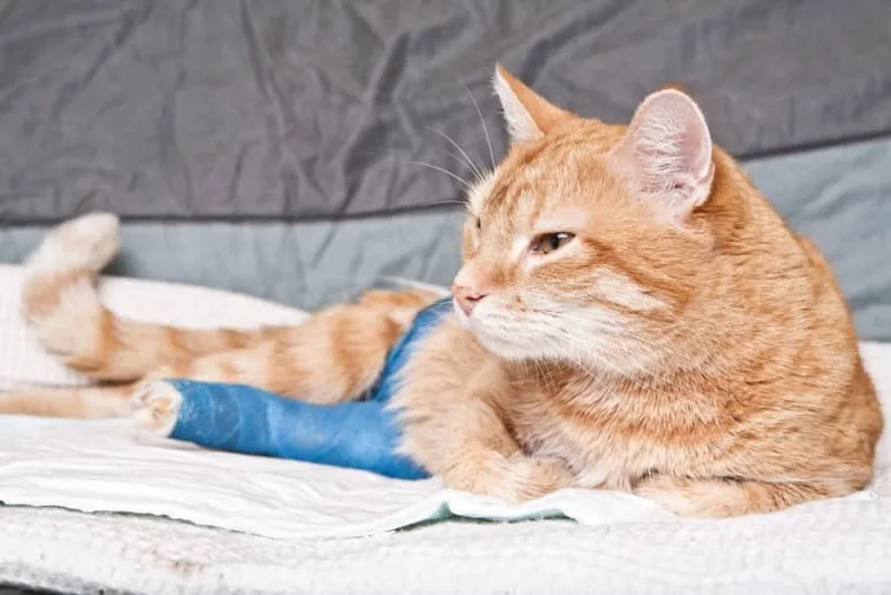 How To Tell If A Cat Has A Broken Leg