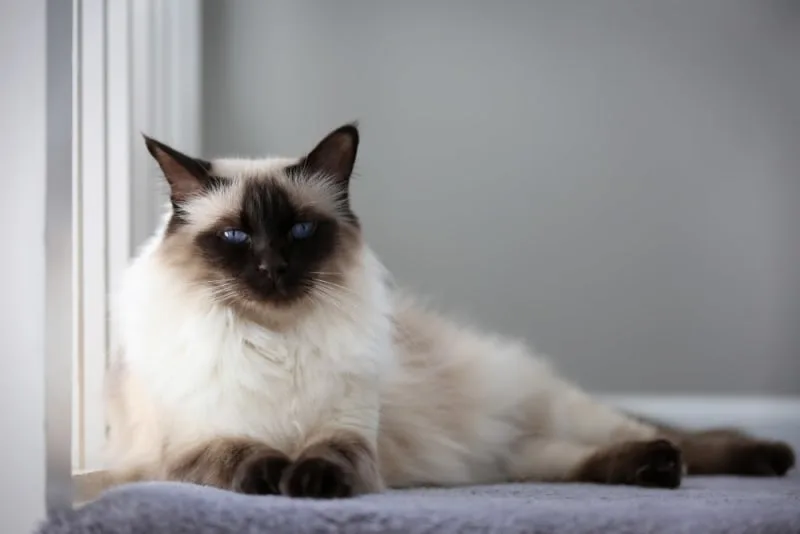 Cat Breeds That Live The Longest