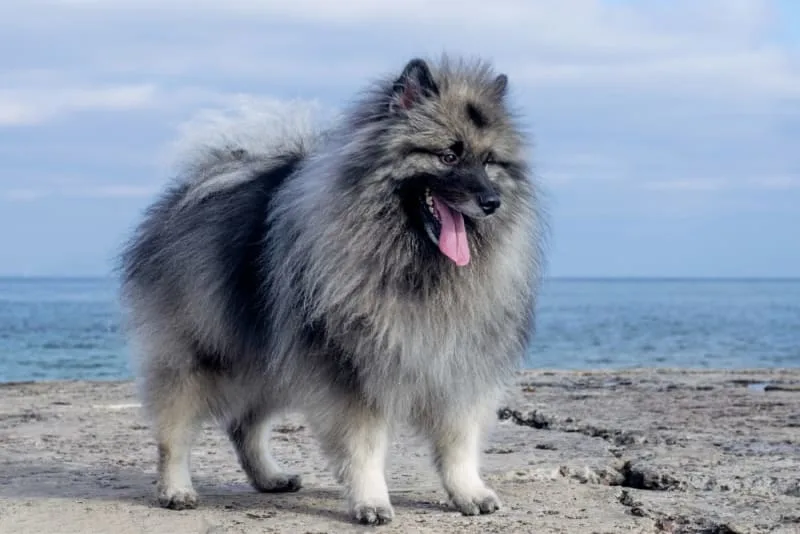Malocclusions in Dogs
