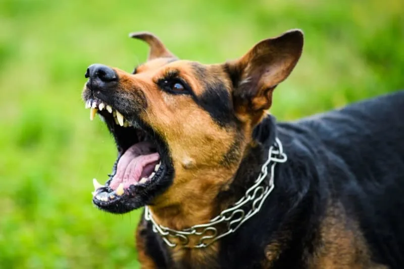 Rabies in Dogs