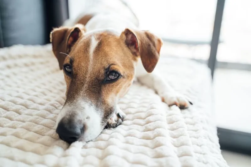 Anxiety & Depression in Dogs: Causes, Symptoms & How To Help