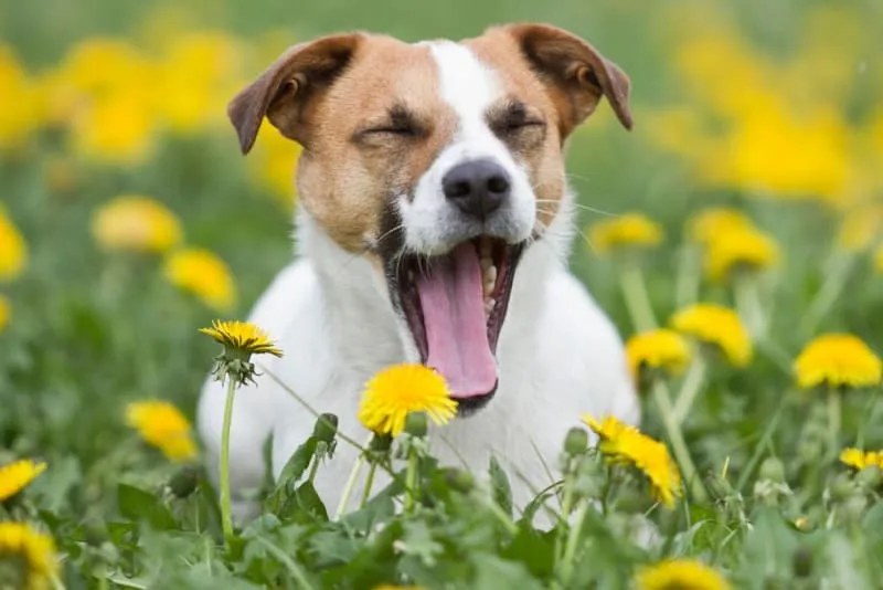 Bordetella in Dogs