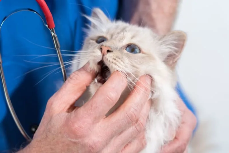 Tooth Extractions for Cats: What to Expect & What to Watch For