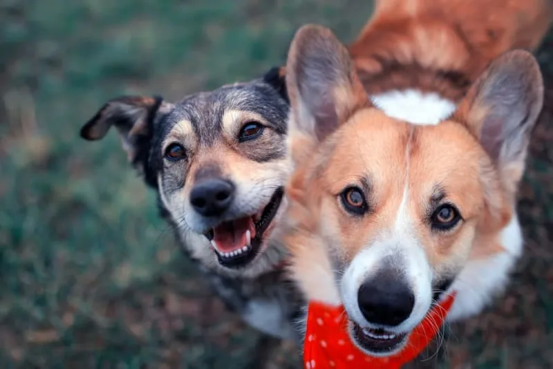 Tips for Successfully Breeding a Dog
