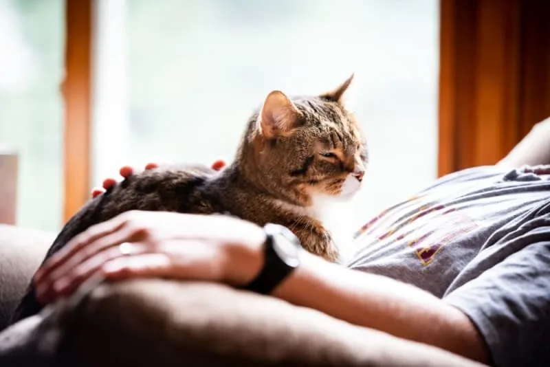Old Cats – Caring for Senior Cats