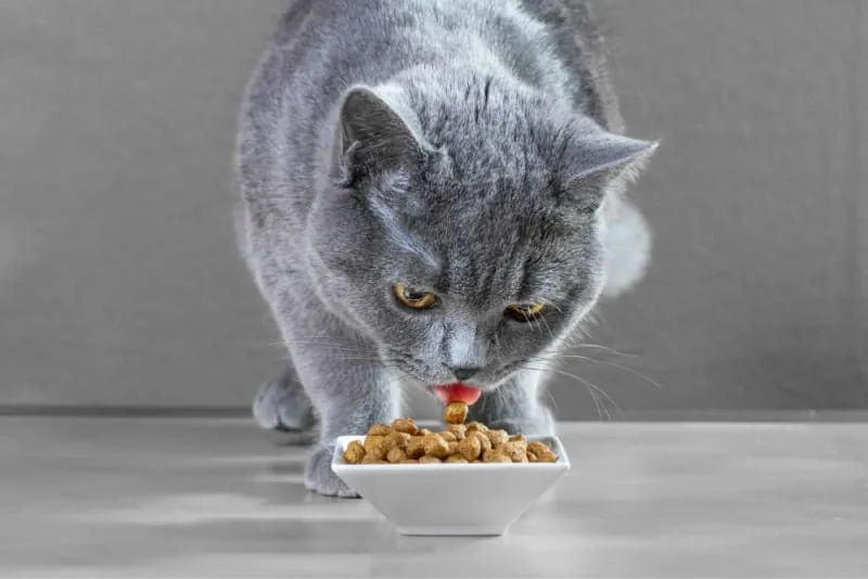 Using Diet to Treat Arthritis in Cats