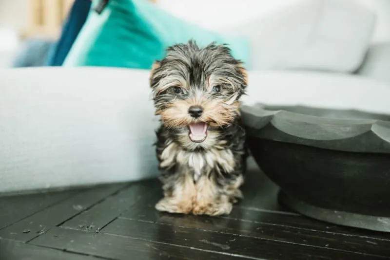 Dog Cavity: Causes, Symptoms & Treatment