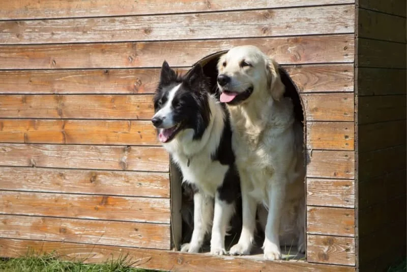 What to do with your dog when you travel?