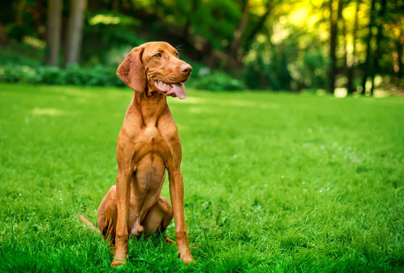 Weight Loss In Older Dogs