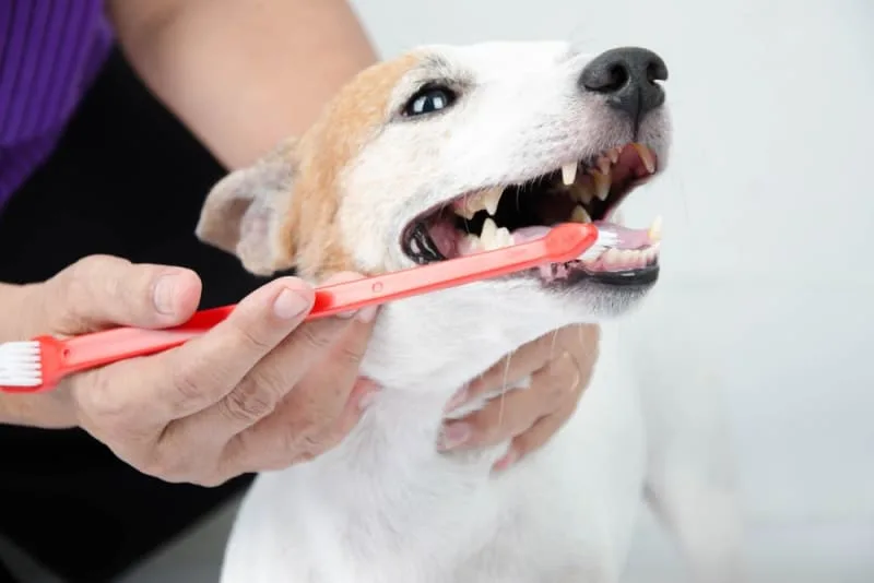 Signs Your Dog Needs Dental Cleaning