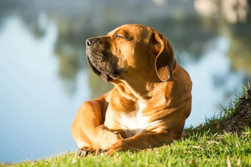 Heatstroke in Dogs