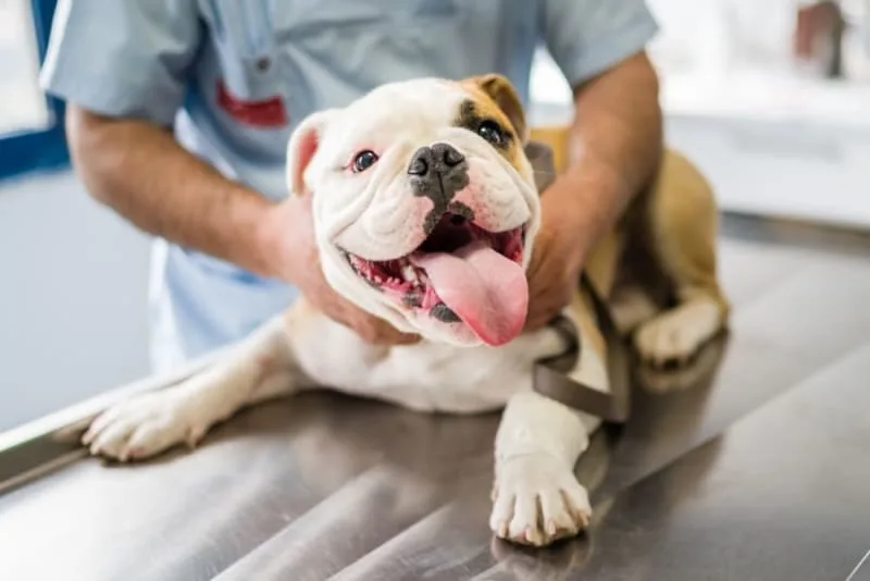 Understanding Blood Tests for Dogs