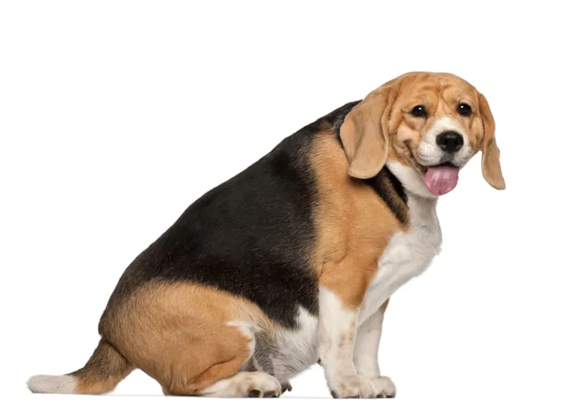 Is my dog overweight? Signs and what to do
