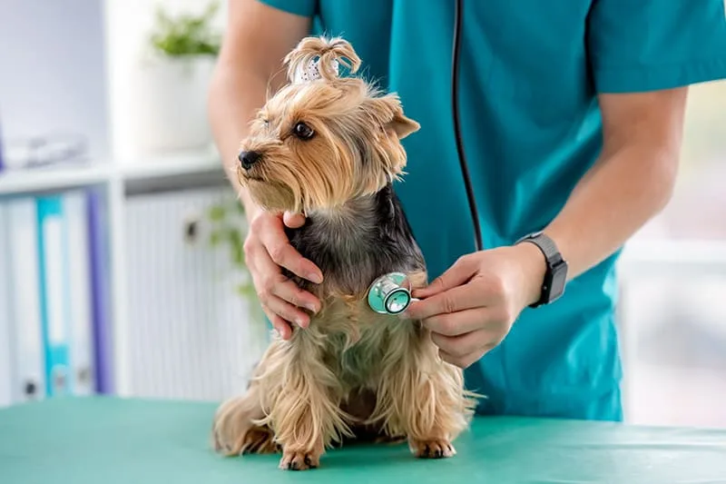 Vomiting in Dogs & How to Induce Vomiting in Dogs