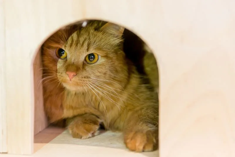 How Long Can My Cat Be Left Alone?