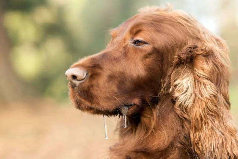 Drooling in Dogs: Why They Do it & What to Do